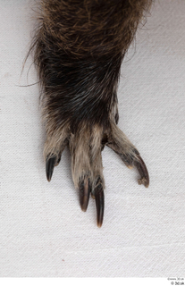 Nutria foot 0014.jpg